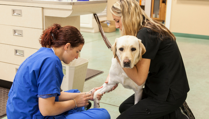 Veterinary Technician Mentoring other Technician